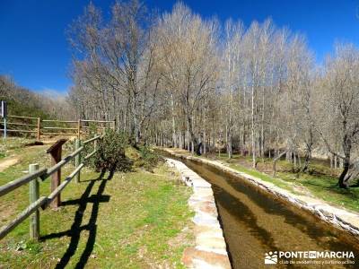 Molinos Hiruela; informacion sobre el tejo; clubes de senderismo;sierra de madrid tiempo